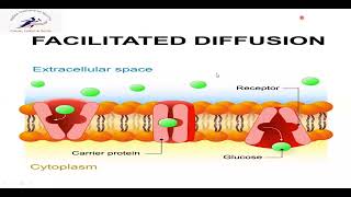 Facilitated diffusion [upl. by Nyluqcaj]