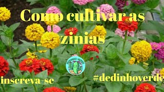 Como cultivar a zinias zinias flordavovo [upl. by Asta]