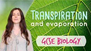 TRANSPIRATION GCSE Biology 91  Combined Sci Revision amp Questions [upl. by Ennalorac]