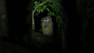 Owl sound 🦉😨 Please subscribe to the channel 🥹 [upl. by Scottie]