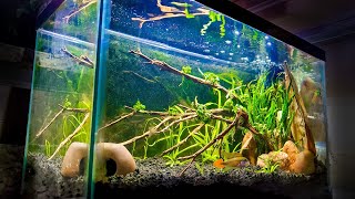 How to Set Up an EASY 10Gallon Aquascape [upl. by Madonna60]