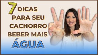 7 dicas para o seu cachorro beber mais água [upl. by Arinayed]