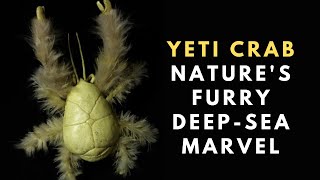 Yeti Crab Natures Furry DeepSea Marve [upl. by Notliw]