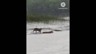 The Royal Bengal Tiger at sundarban সুন্দরবনের বাঘ। beauty of bengal [upl. by Margit]