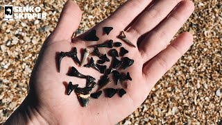 How to find SHARK TEETH FOSSILS at the beach [upl. by Ring946]