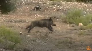 💥🐗 Monterias de JABALIES 2021 💥🐗 Videos de Caza en España [upl. by Atinuj498]