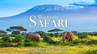 Wildlife Safari 4K  Scenic Animal Film With African Music [upl. by Quartet]