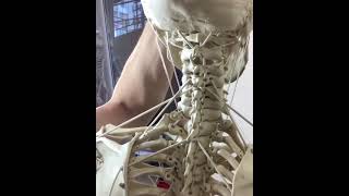 Functional Anatomy of the Hyoid Bone on the Skeleton Model  BONEMANpro [upl. by Maccarone462]