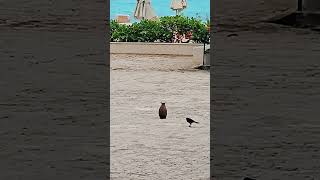 Taking in the view  Wild agouti in Playa del Carmen Mexico tropical Caribbean Sea beach animal life [upl. by Iuq]