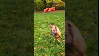 Speedfreak🐶🏎️dog rescuedog galgo happydog trending running speed [upl. by Huebner557]