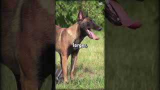 Dutch Shepherd VS Belgian Malinois shorts [upl. by Nickie]