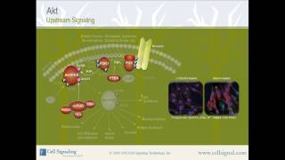 PI3K  Akt Upstream Signaling from Cell Signaling Technology Inc [upl. by Him]