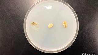 The Chemotaxis of Physarum Polycephalum [upl. by Zeus]