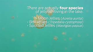 Scuba Diving Encounters Lake Kakaban Jellyfish [upl. by Auhel]