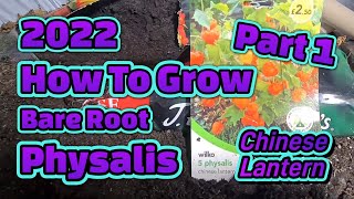 How to grow bare root physalischinese Lantern [upl. by Aikit915]