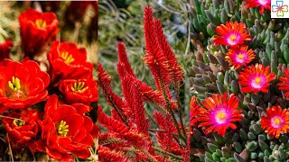 14 Stunning Succulents with Red Flowers [upl. by Leribag685]