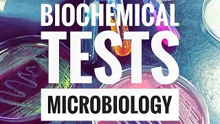 Microbiology Lab Practical Information Part 2 [upl. by Butterworth]