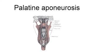 Palatine Aponeurosis [upl. by Rotce774]