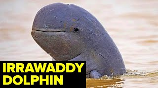 The RAREST Dolphin In The World — ENDANGERED River Dolphin [upl. by Nosiddam303]