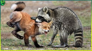 10 Savage Moments of Raccoons Chasing and Killing Animals Mercilessly [upl. by Olinde]