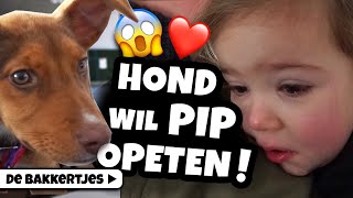 PIP AANGEVALLEN DOOR EEN BLOEDDORSTIGE HOND 😂  De Bakkertjes 338 [upl. by Ashbaugh]