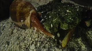 Cone Snail Grabs Fish [upl. by Ruthie217]