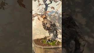 Shantung Maple Bonsai in Fall bonsai bonsaigarden garden gardening tree plant [upl. by Faxan]