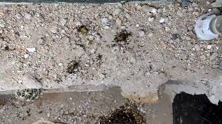 Pheidole rhea feeding reaction  trailing  timelapse [upl. by Giliana]