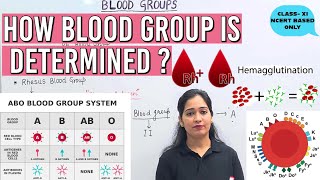 How to determine BLOOD GROUP MULTIPLE ALLEL Rh factor ABO Blood groupneet2025biologyClass XI [upl. by Lida]