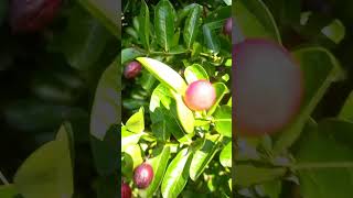 I dont know what fruit it is  😱shortvideo fruit asmr [upl. by Mirabella]