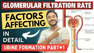 glomerular filtration rate physiology  urine formation factors affecting glomerular filtration rate [upl. by Jase4]