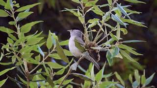 Capinera Maschio Sylvia atricapilla [upl. by Whitten]