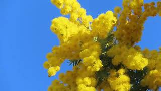 ギンヨウアカシア Cootamundra wattleAcacia baileyanaまめ科 [upl. by Audrit357]