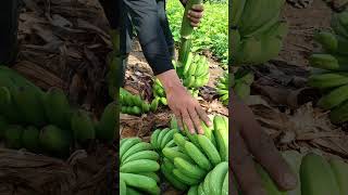 harvesting lakatan food lakatan farming [upl. by Cesya]