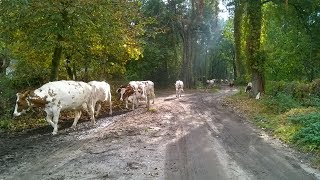 20180422Koeiendansdag Uden bij Zorgboerderij Amatheon [upl. by Katheryn504]