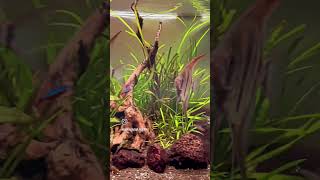 altum angelfish  planted aquarium ❤️🐟🌊🌱 plantedtanksetup aquasagar aquarium fishtankreview [upl. by Htebasile]