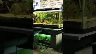 75g South American Aquarium [upl. by Sadirah]