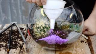 Succulent and Cacti Fish Bowl Terrarium 🌵  West Coast Gardens [upl. by Ornie818]