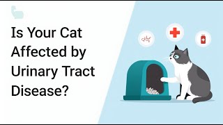 🐾Urinary Tract Disease in Cats Symptoms and Solutions [upl. by Biddle]