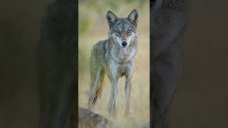 Indian Grey Wolf Photo amp Indian Jackal Sound  Observed in Description [upl. by Kimmi208]