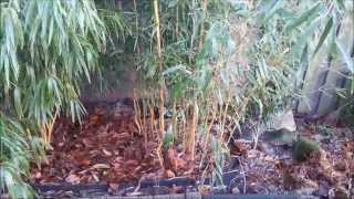 How to plant bamboo rhizomes in a pot [upl. by Arehs]