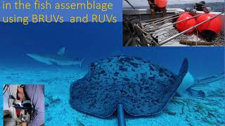 Reef fish associations with benthic habitats [upl. by Booth]