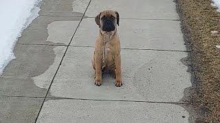 Bullmastiff 12 weeks old Sit Stay Come [upl. by Aztinay]