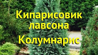 Кипарисовик лавсона Колумнарис Краткий обзор описание chamaecyparis lawsoniana Columnaris [upl. by Haas]