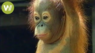 Orangutans of Borneo  From cages back into the wild  Mission Wild  Ep 2 [upl. by Maiga659]