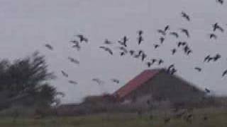 Aleutian Geese Invade Humboldt County [upl. by Morrie]