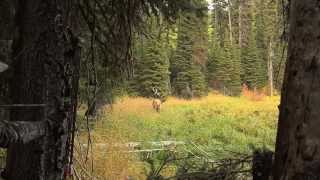 AMBUSH  2012 MT Archery Bull Elk [upl. by Christabel495]