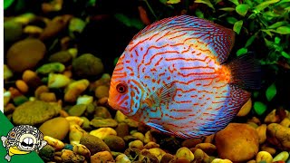 Discus Fish Care Guide FOR BEGINNERS [upl. by Diandre]