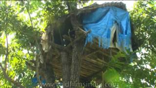 Tree house built by an Indian tribe living in the jungle [upl. by Jojo]