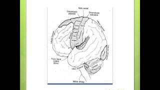 10 Corteza Cerebral [upl. by Aciretal598]